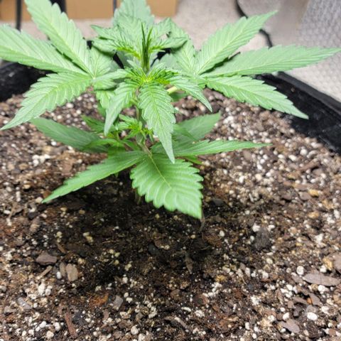 Starfire growlog timeline photo