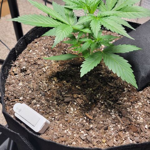 Starfire growlog timeline photo