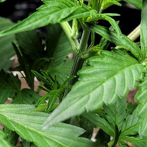 Starfire growlog timeline photo