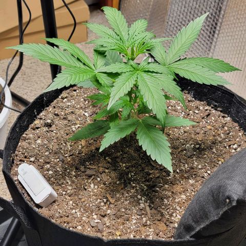 Starfire growlog timeline photo