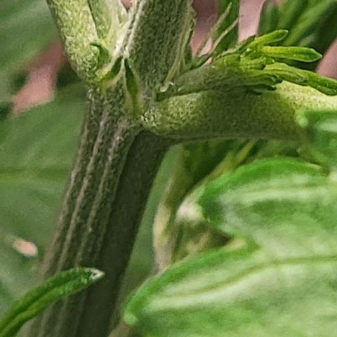 Starfire growlog timeline photo