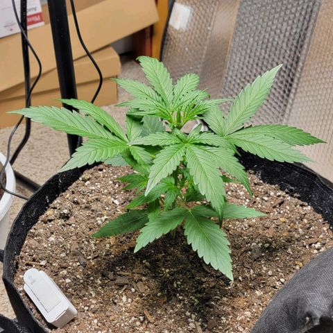 Starfire growlog timeline photo