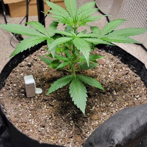 Starfire growlog timeline photo