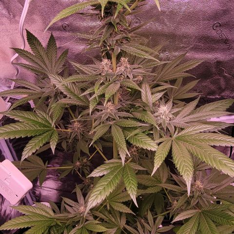 Plant :  B - 6 "General" growlog timeline photo