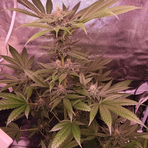 Plant :  B - 6 "General" growlog timeline photo