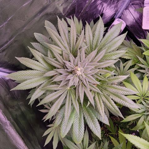 Wyrdsisters #1 - Gobekli, The Shackled growlog timeline photo