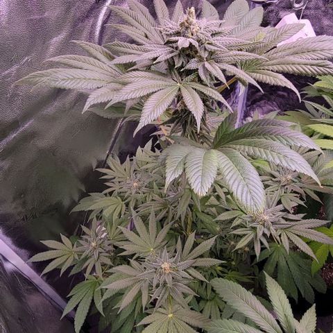 Wyrdsisters #1 - Gobekli, The Shackled growlog timeline photo