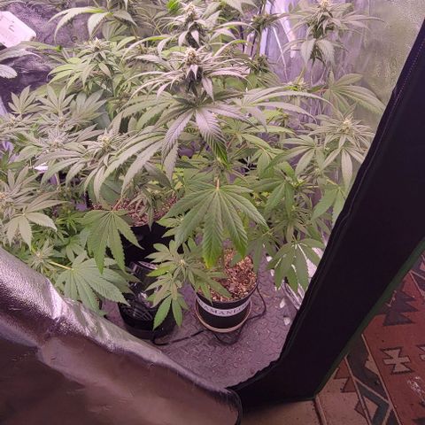 Plant : B - 3 growlog timeline photo