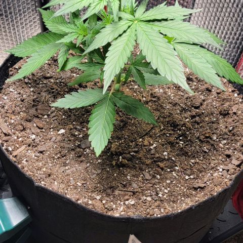 Starfire growlog timeline photo