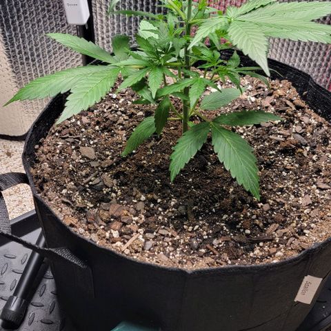 Starfire growlog timeline photo