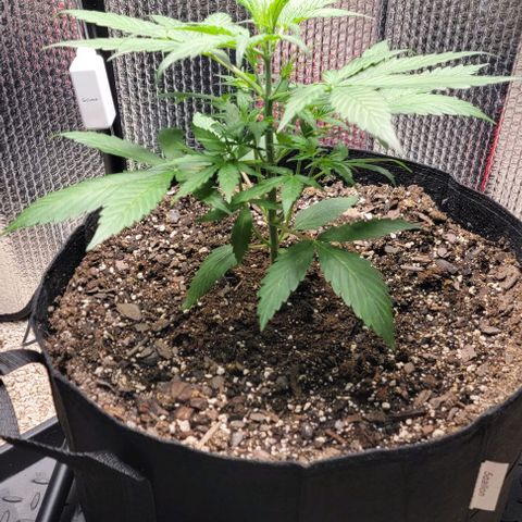 Starfire growlog timeline photo