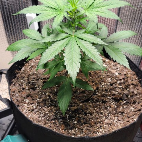 Starfire growlog timeline photo