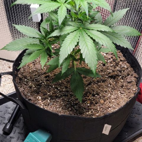 Starfire growlog timeline photo