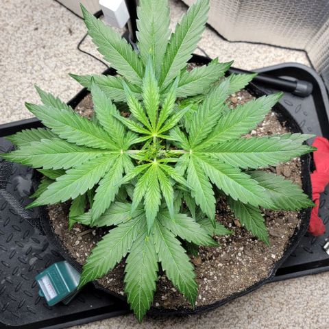 Starfire growlog timeline photo