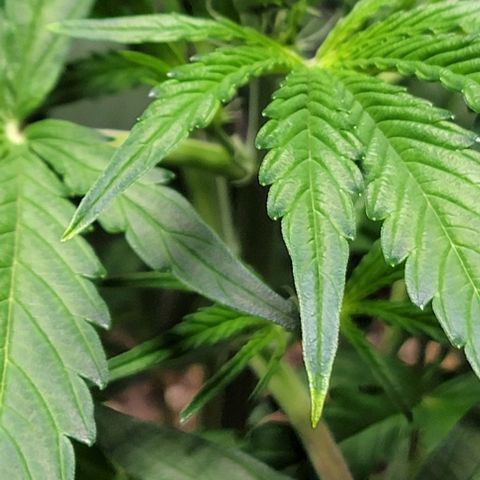 Starfire growlog timeline photo