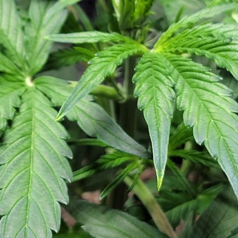 Starfire growlog timeline photo