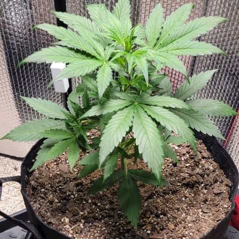 Starfire growlog timeline photo