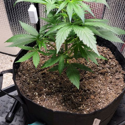 Starfire growlog timeline photo