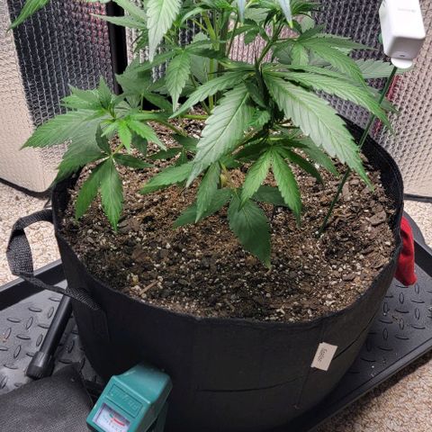 Starfire growlog timeline photo