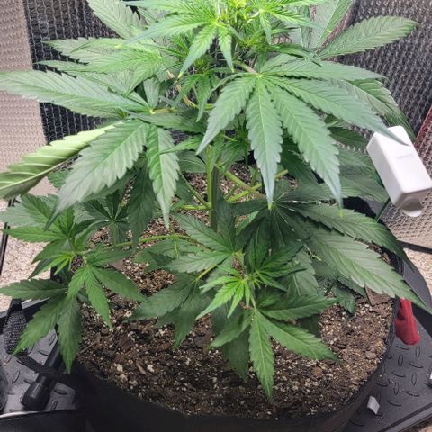 Starfire growlog timeline photo