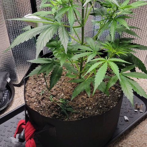 Starfire growlog timeline photo