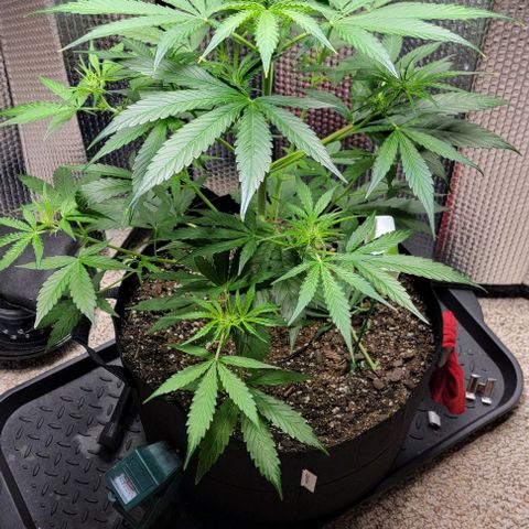 Starfire growlog timeline photo