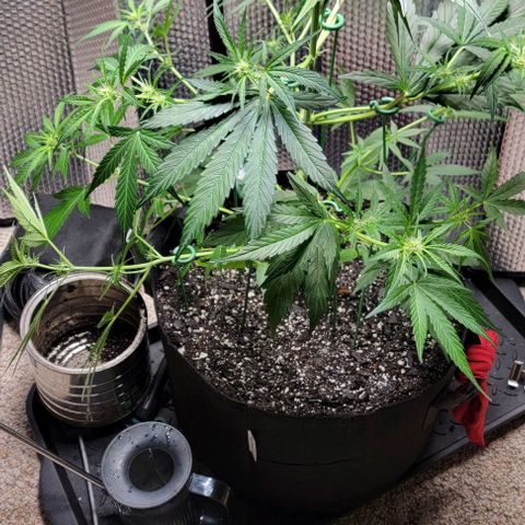 Starfire growlog timeline photo