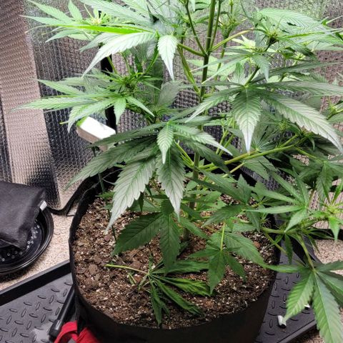 Starfire growlog timeline photo