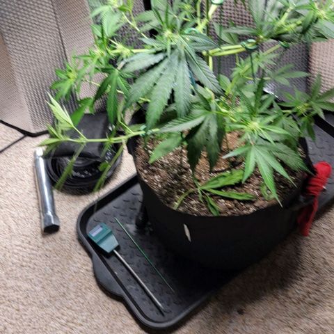 Starfire growlog timeline photo