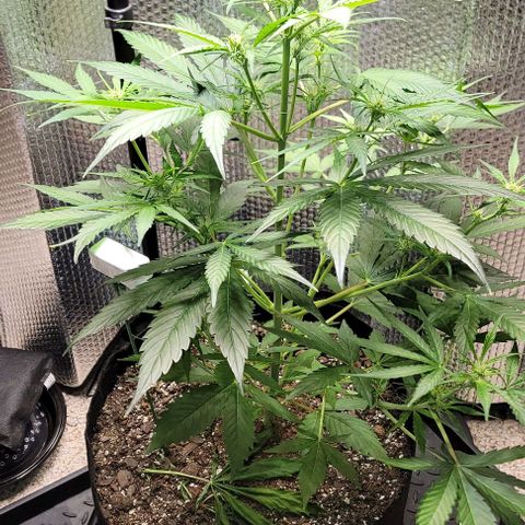 Starfire growlog timeline photo