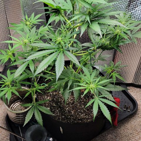 Starfire growlog timeline photo