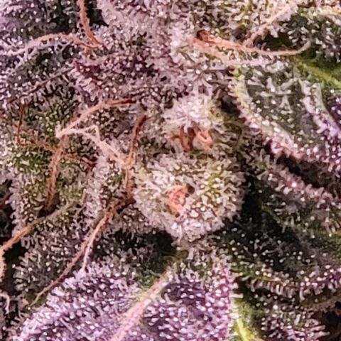Wyrdsisters #1 - Gobekli, The Shackled growlog timeline photo