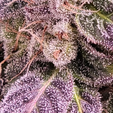 Wyrdsisters #1 - Gobekli, The Shackled growlog timeline photo