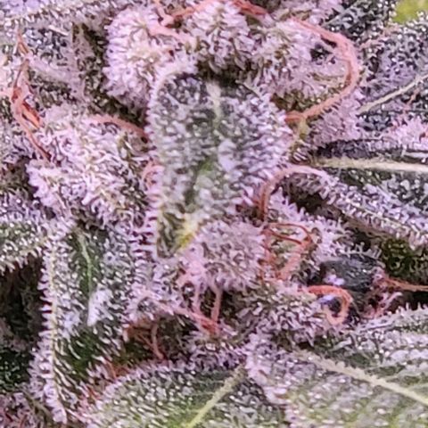 Plant :  B - 6 "General" growlog timeline photo