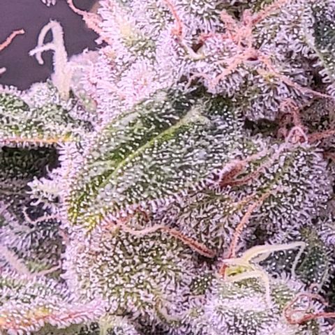 Plant :  B - 6 "General" growlog timeline photo