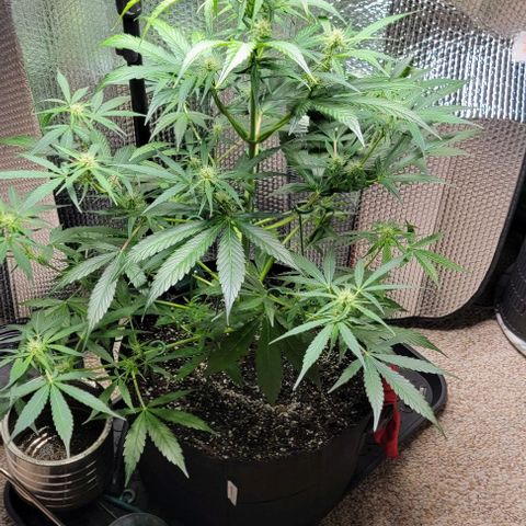 Starfire growlog timeline photo