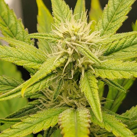 Starfire growlog timeline photo