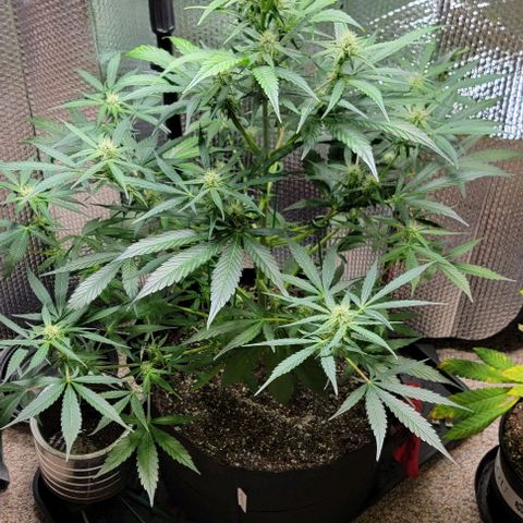 Starfire growlog timeline photo