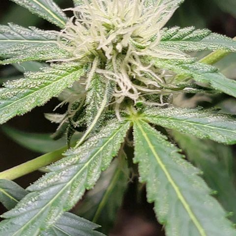 Starfire growlog timeline photo