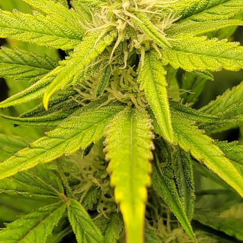 Starfire growlog timeline photo