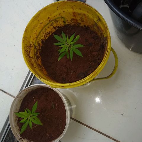 Bob growlog photo: Surgimento de novas folhas 