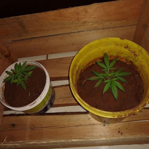 Bob growlog photo: Folhas começar a dar mais volume 