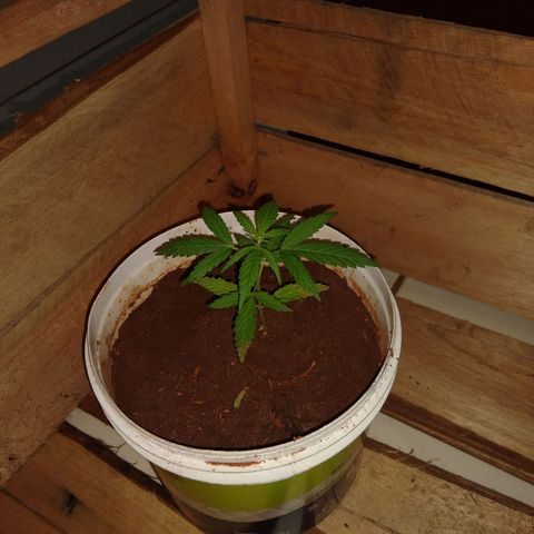 Bob growlog timeline photo