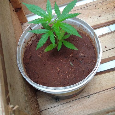 Bob growlog timeline photo