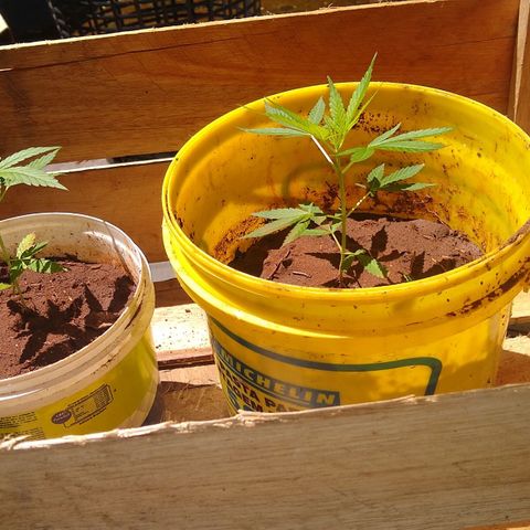 Bob growlog timeline photo