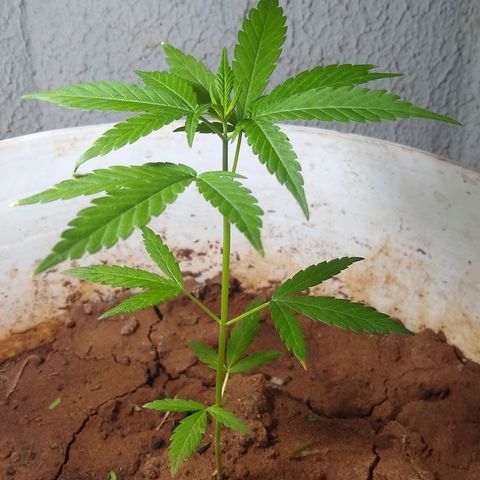 Bob growlog photo: Novas folhas dão mais forma a planta 