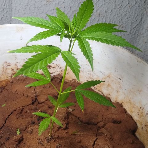 Bob growlog photo: Novas folhas dão mais forma a planta 