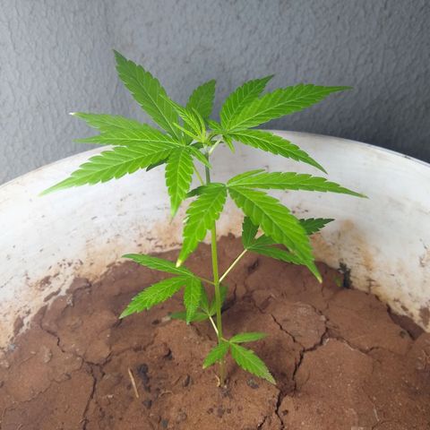 Bob growlog photo: Novas folhas dão mais forma a planta 