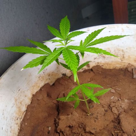 Bob growlog photo: Novas folhas dão mais forma a planta 