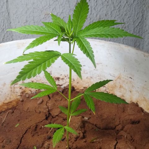 Bob growlog timeline photo